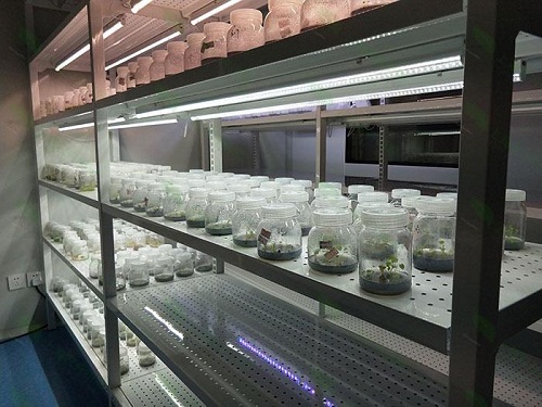 翁牛特植物组织培养实验室设计建设方案